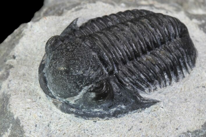 Gerastos Trilobite Fossil - Morocco #87565